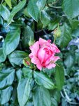IMG_20210613_190306.jpg