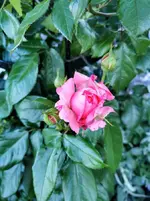 IMG_20210613_190306.webp