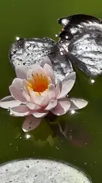 IMG-20210613-WA0000.webp