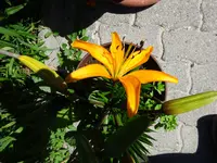DSC01768.webp