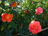 DSC01779.webp
