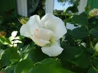 DSC01774.webp