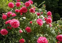 hochstamm4.webp