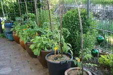 Juni  0221.webp