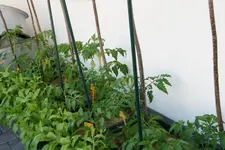 Juni  0421.webp