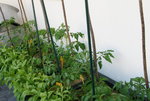 Juni  0421.JPG