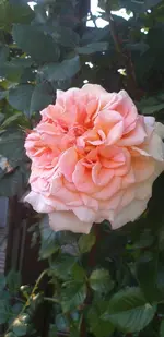 20210613_200119.webp