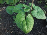 DSCF4709.JPG