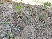 Sommerflieder.jpg Sommerflieder.jpg