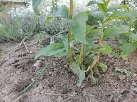Sommerflieder2.jpg Sommerflieder2.jpg