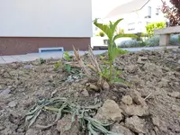 Sommerflieder3.jpg Sommerflieder3.jpg