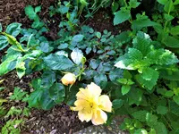 IMG_20210612_104905_1.webp