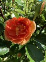 3D4689BF-98E7-4A14-8EDA-DD6B796F154F.webp