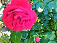 IMG_20210614_112656.webp