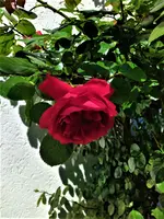 IMG_20210614_112708.webp