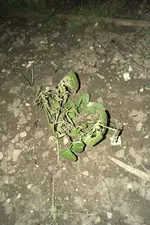 IMG_20210609_2222554.webp