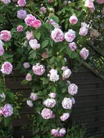IMG_4340.webp