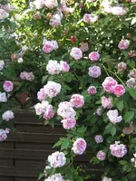 IMG_4341.webp