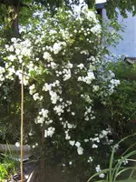 IMG_4332.webp