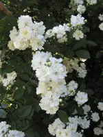 IMG_4333.webp