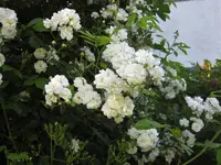 IMG_4334.webp