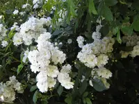 IMG_4336.webp