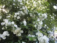 IMG_4337.webp