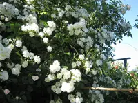 IMG_4338.webp