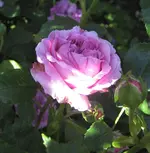 IMG_4319.webp