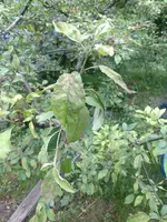 IMG_20210615_103758.jpg