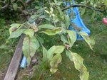 IMG_20210615_103826.jpg