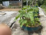 k-IMG_1488.JPG