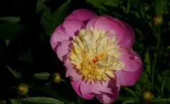 2021blmn58.webp