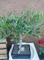 IMG_20210610_193828.jpg