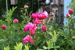 Pfingstrosen  0921.JPG