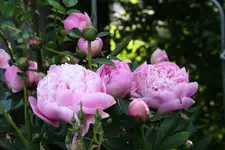 Pfingstrosen  1021.webp