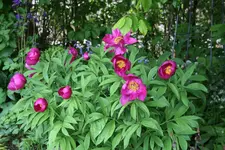 Pfingstrosen  0521.webp