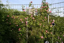 Rose Louise Odier   0321.webp