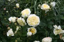Rose The Pilgrim  0320.webp