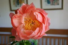 Pfingstrosen  0721.webp
