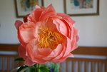 Pfingstrosen  0721.JPG