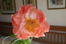 Pfingstrosen  0821.webp