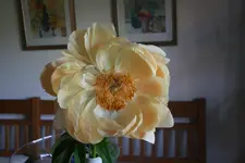 Pfingstrosen  1221.webp