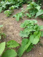 IMG-20210616-WA0003.webp