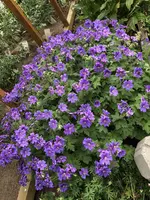 IMG_8405.JPG