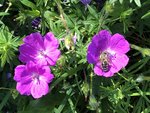 IMG_8437.JPG