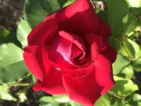 IMG_8423.JPG