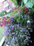 P1040139Blumenkasten.JPG