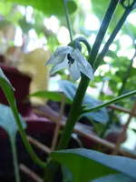 P1040142Snackpaprika.webp