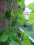 P1040143euerbohnen.JPG